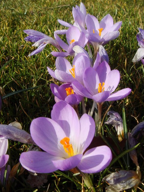 Crocus sieberi 'Firefly' pergola